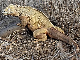 Бледный конолоф (Conolophus pallidus)