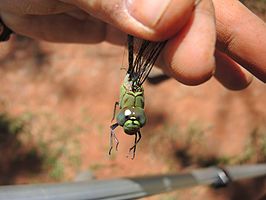 Coryphaeschna viriditas