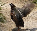 Coturnix delegorguei - Zoo Frankfurt 1.jpg