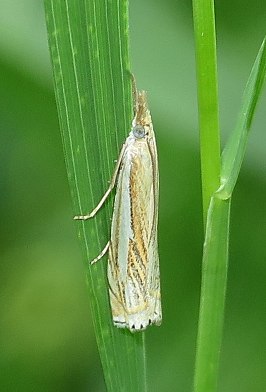 Crambus saltuellus