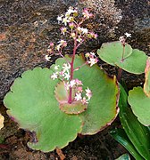 Crassula umbella