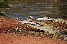Feeding young adult in captivity, Western Australia Crocodile in Broome Western Australia.jpg