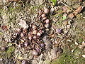 Fruits mûrs de Cyclamen hederifolium libérant leurs graines