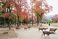 Triadica sebifera na podzim v Japonsku