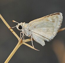 Spialia doris (Dry season form) from United Arab Emirates