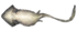 Diplocaulus отдолу (актуализирано) .png