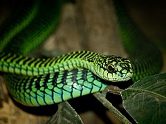 A green snake’s head is prominent for a coiled snake facing the camera.