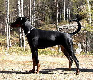 Breeds like this Doberman were specifically br...