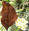 Ventral wing views of Doleschallia bisaltide are highly variable - example of weaker contrast