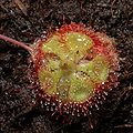 Drosera burmannii "red" seedling since 18.01.2014