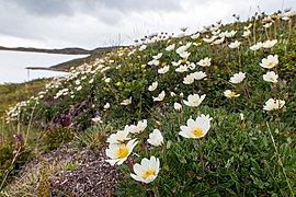 Kalkrika marker i västra Padjelanta.