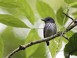 Streepkapmiervireo