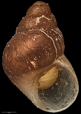 Eatoniella fuscosubucula