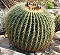 Cactus globuleux (Echinocactus)