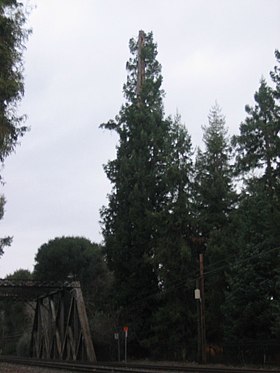 El Palo Alto en 2006