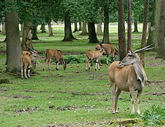 Elenantilopen im ehemaligen Schlosspark