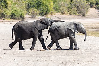 Filhotes de elefante-da-savana ou elefante-africano (Loxodonta africana), Parque Nacional Kruger, África do Sul. O elefante africano é o maior animal terrestre existente na Terra e facilmente identificável por sua tromba, presas, orelhas grandes e patas colunares. Os recém-nascidos pesam entre 75 e 120 kg com uma altura de ombro de 79 a 92 cm. Os filhotes são geralmente amamentados por cerca de dois anos. O desmame é frequentemente associado ao nascimento da próxima cria. Filhotes desmamados passam grande parte de sua atividade diária comendo, caminhando e descansando. Brincar com outros filhotes também é muito importante. Consiste em perseguir, montar um no outro, rolar e lutar com o tronco ou a cabeça. Os filhotes machos procuram cada vez mais companheiros do mesmo sexo de rebanhos não relacionados, enquanto as fêmeas tendem a permanecer no grupo familiar. Dessa forma, a brincadeira das fêmeas está mais relacionada ao grupo familiar e serve à coesão social, mas a dos machos é direcionada para fora da família. (definição 6 177 × 4 082)