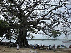 Near the pier, a large Bombax tree (or other local Malvaceae species —all known as 'kapok')