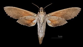 Erinnyis ello ♀ △MHNT