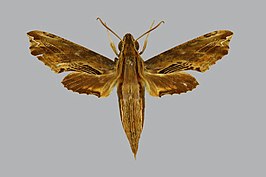 Eupanacra psaltria