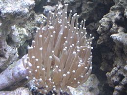 Ikrás kőkorall (Euphyllia glabrescens)