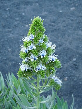 Echium vulcanorum na Chã das Caldeiras