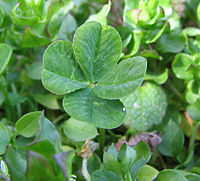 http://upload.wikimedia.org/wikipedia/commons/thumb/2/25/Four-leaf_clover.jpg/200px-Four-leaf_clover.jpg