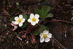 Miniatura para Fragaria virginiana