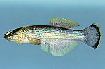 Miniatura per Fundulus catenatus