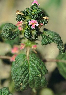 Mažažiedė aklė (Galeopsis bifida)