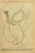 Vangbekers van Nepenthes rafflesiana, N. sanguinea en N. albomarginata in de editie van 20 april 1872