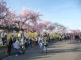 Mandelallee am Neuberg