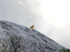 Male at 11,000 ft. in Kullu - Manali District of Himachal Pradesh, India