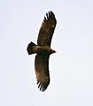 Rajawali totol tampak terbang di Bharatpur, Rajasthan, India.