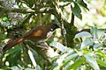 Grey-sided Laughingthrush at Pendam, Pakyong District Sikkim