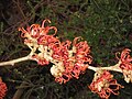 Hamamelis 'Jelena' close-up