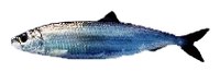 Веслоногие рачки составляют основу рациона многих пелагических кормовых рыб, например, сельдей