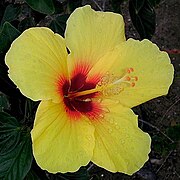 Hibiscus flower in Waikiki, Hawaii