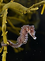 Hippocampus hippocampus (на Ascophyllum nodosum) .jpg