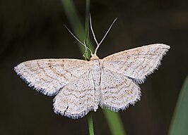 Idaea macilentaria