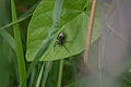 Nummer 10 - Spinne auf besserem Untergrund