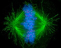 Image of the mitotic spindle in a human cell showing microtubules in green, chromosomes (DNA) in blue, and kinetochores in red. Kinetochore.jpg