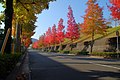 2009年の皇徳寺中学校前通りの紅葉