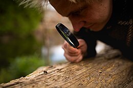 A man looks at an insect on a log through a magnifying glass