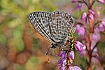 Lang's short tail blue Leptotes pirithous ♂