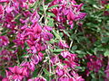 Lespedeza thunbergii - Thunbergs Buschklee - Blüten