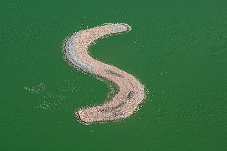 Reprodukta kolonio de Kamfers Dam, Sudafriko