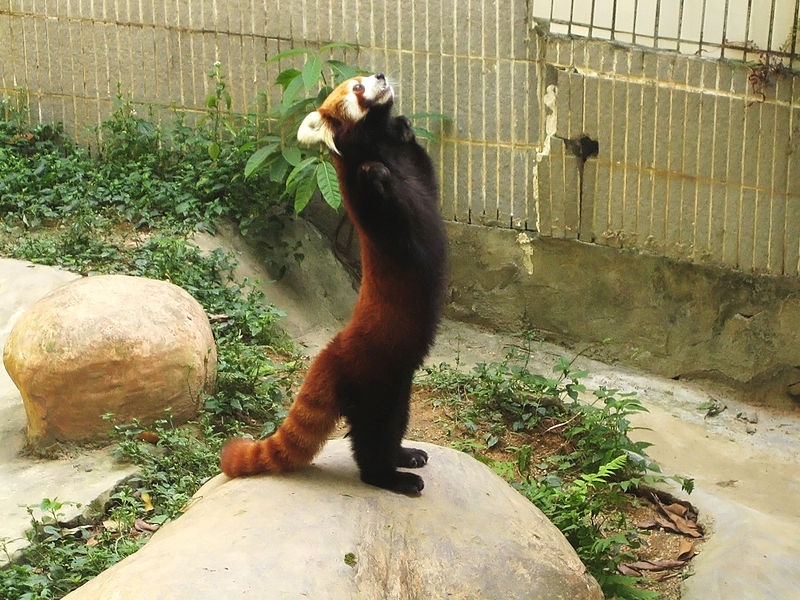 File:Lesser panda standing.jpg