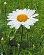 Gewone margriet (Leucanthemum vulgare)