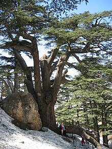 Lebanona cedro en la Arbaro de la Cedroj de Dio.